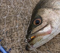 令和一の停泊船ゲーム