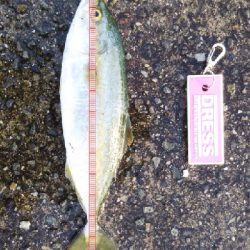 ツバス祭継続中‼️