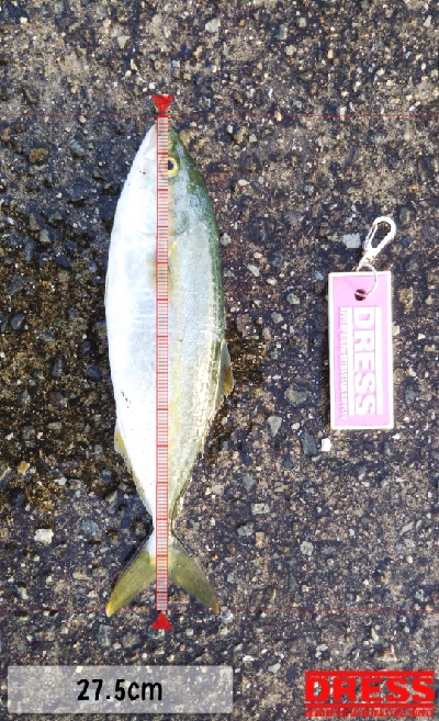 ツバス祭継続中‼️