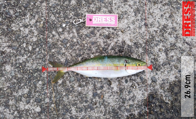 ツバス祭継続中‼️