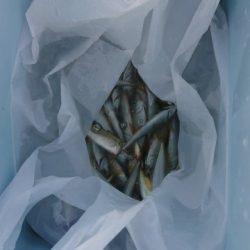 サビキからのアジング