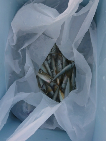 サビキからのアジング