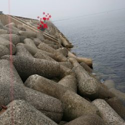 まだ大きくなってないか。