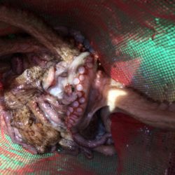 明石タコ   釣果