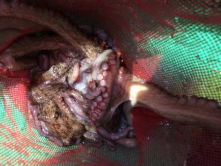 明石タコ   釣果