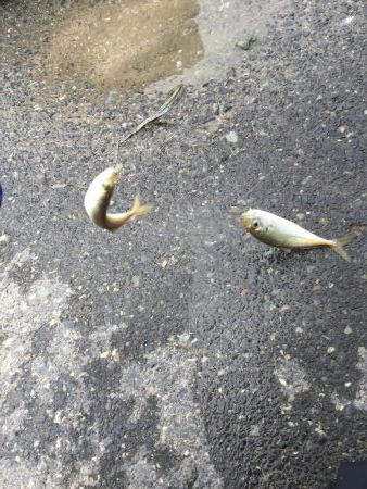 サビキ釣り好調