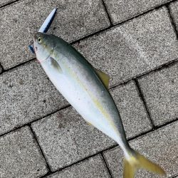 コスモスクエアでツバス