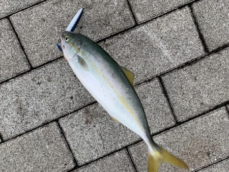 コスモスクエアでツバス