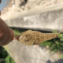 ようやく釣れました。