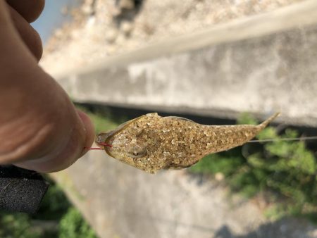 ようやく釣れました。