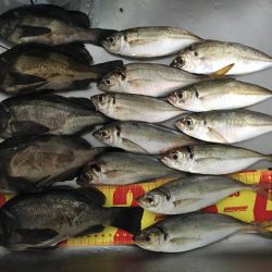 メバル狙いでアジがキタ！