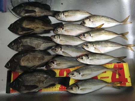 メバル狙いでアジがキタ！