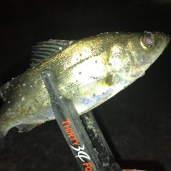 強風下のアジング