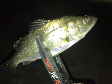 強風下のアジング