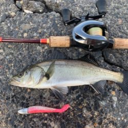 ツバスシーバスまたツバス♫