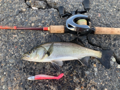 ツバスシーバスまたツバス♫