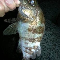 ナイトアジング