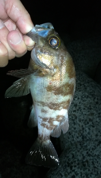 ナイトアジング