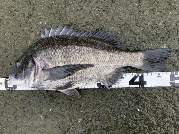 イチノ兄弟、釣果!