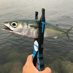 小雨アジング！