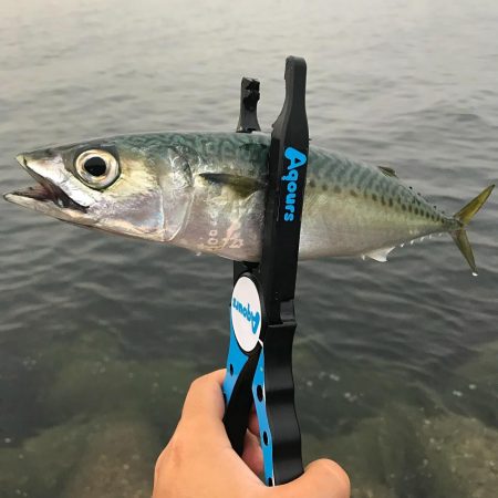 小雨アジング！