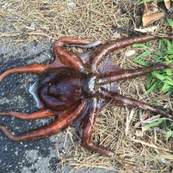 オクトパッシング3連勝!