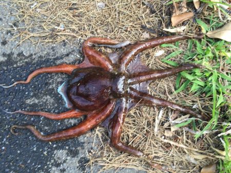 オクトパッシング3連勝!