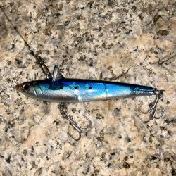 淀川でシーバス & ツバス