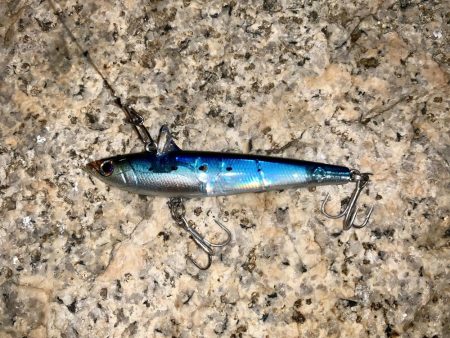 淀川でシーバス & ツバス