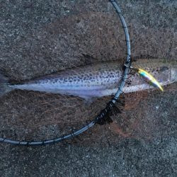 サゴシのベイトはセットアッパー