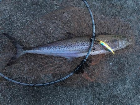 サゴシのベイトはセットアッパー