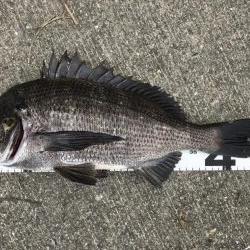 イチノ兄弟、釣果!