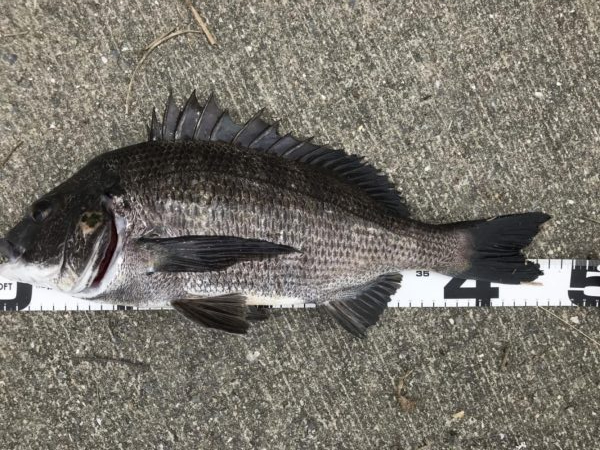 イチノ兄弟、釣果!