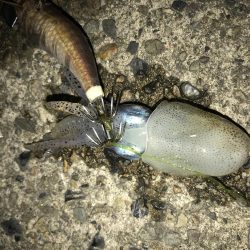 モンゴウイカ1.４キロ