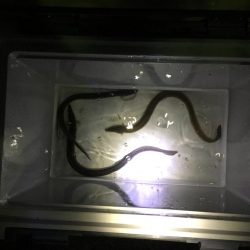 ウナギ今期2回目