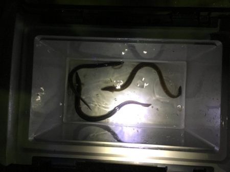 ウナギ今期2回目