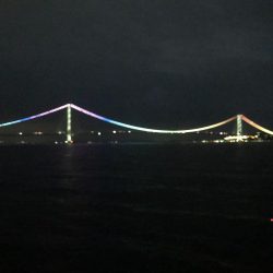 まだ大サバは…。