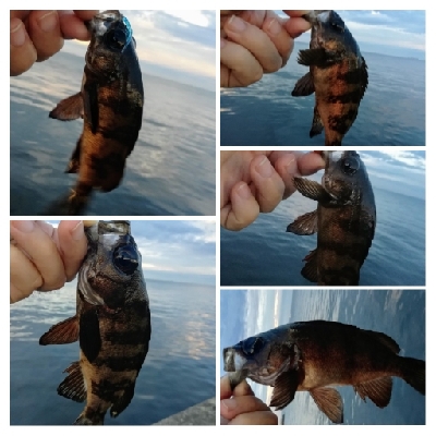 アジンガー1814〜1925