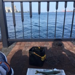 ツバス 天保山中央突堤