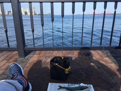 ツバス 天保山中央突堤