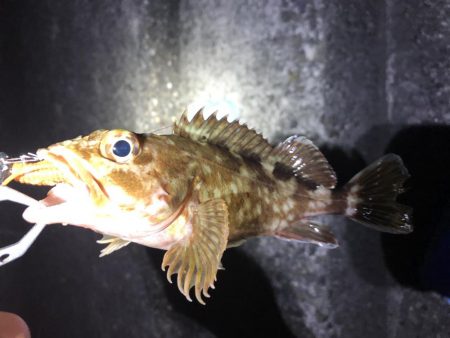 夜の小物釣り