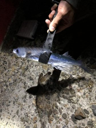 エギングとタモでトビウオ