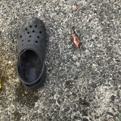 豆アジの季節 おせんの季節