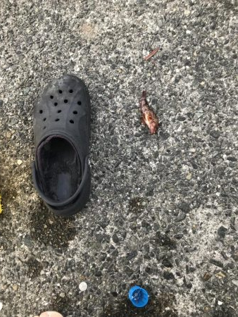 豆アジの季節 おせんの季節