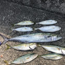 ショアジギ ゲーム