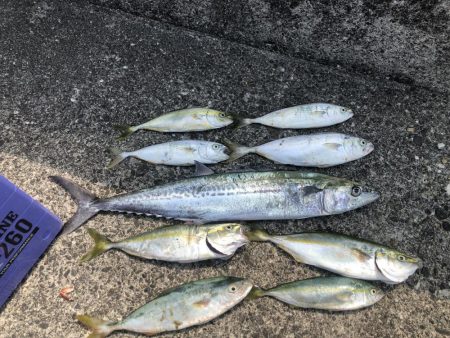 ショアジギ ゲーム