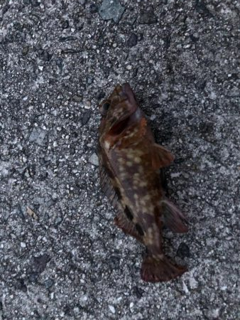 ショアジギング&穴釣り