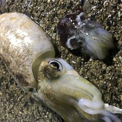 コウイカ、ミミイカ、タコ、ギンポ