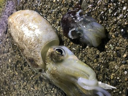 コウイカ、ミミイカ、タコ、ギンポ