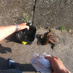 初のキロアップタコ